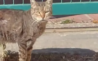 Pomôžme Dáši zachraňovať pouličné mačičky