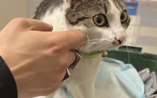 Pomôžme kocúrikovi Šuflík po úraze chrbtice