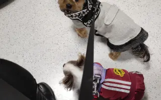 Pomôžme psím seniorom u Ivetky