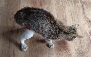 Pomôžme nájdenému mačiatku so zlomenou nohou