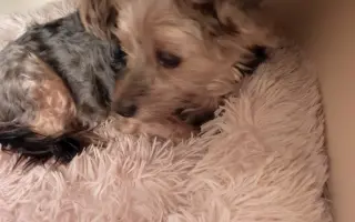 Pomôžme psím seniorom u Ivetky