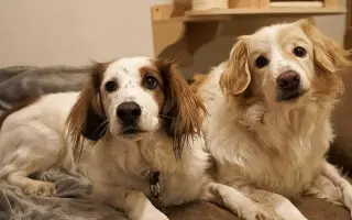 Pomôžte nám dať Dukovi šancu na ďalšie spoločné dni