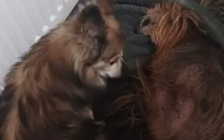 Pomôžme Ferovi znovu sa nadýchnuť