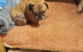 Pomôžte našim senior psíkom Shih-tzu dožiť dôstojný život