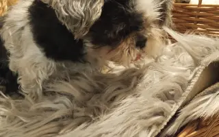 Pomôžte našim senior psíkom Shih-tzu dožiť dôstojný život