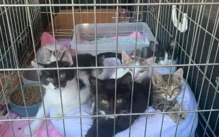 Pomôžte nám postaviť bezpečnú voliéru pre mačky bez domova