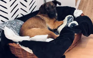 Pomôžme Jessiemu opäť sa postaviť na labky bez bolessti Pomôžme Jessiemu opäť sa postaviť na labky bez bolessti