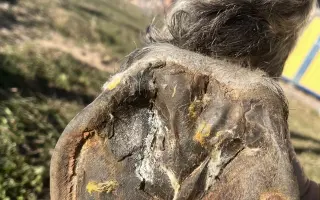 Pomôžme kobylke Moly zvládnuť liečbu