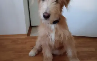 Pomôžme Lakymu pri liečbe rakoviny