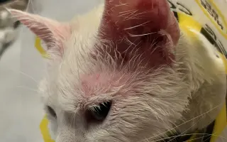 Pomôžme kocúrikovi Luciferovi bojovať s lymfómom