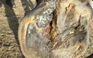 Pomôžme kobylke Moly zvládnuť liečbu