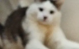 Pomôžme kocúrikovi Labke zotaviť sa