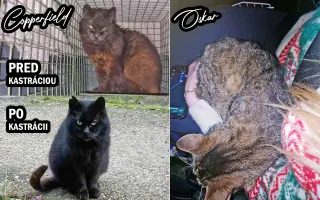 Kastráciou proti utrpeniu: Pomôžte zachraňovať pouličné mačky.