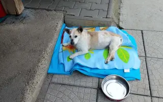 Pomohli ste útulku Sloboda zvierat Trnava