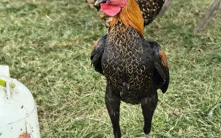 Farmička Monili : Spolu vybudujme lepšie miesto pre zvieratá