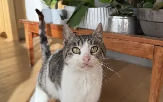 Vráťme spolu Murke bezbolestné kroky