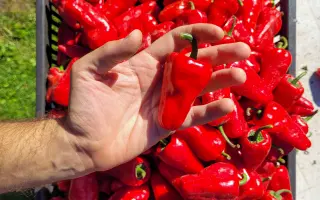 Pomôžte LEVOČSKEJ PAPRIKE vrátiť sa domov