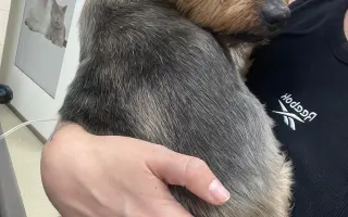 Pomôžme Luckymu k dôstojnému životu bez bolesti