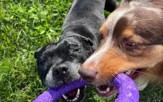 Pre Bessie, aby mohla ešte žiť naplno Pre Bessie, aby mohla ešte žiť naplno