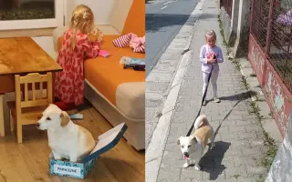 Pomôžme Penny postaviť sa po zrážke s autom opäť na všetky labky