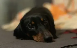 Dobby znovu chodí. Pomôžte mu opäť behať.