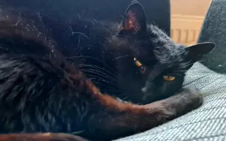 Pomôžme mačičke Černici zbaviť sa bolesti