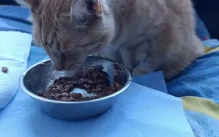Pomôžte Garfieldke znovu jesť bez bolesti