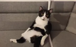 Pomôžte nám postaviť bezpečnú voliéru pre mačky bez domova