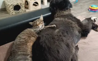 Pomôžte nám postaviť bezpečnú voliéru pre mačky bez domova