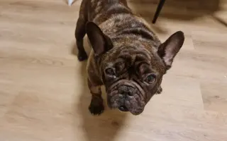 Pomôžme francúzskemu buldočkovi Rockymu