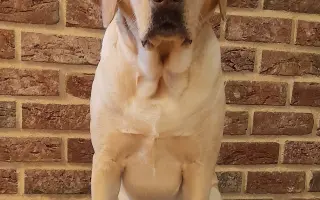 Podporte výnimočnú labradorku, aby mohla pomôcť tým, ktorí to najviac potrebujú