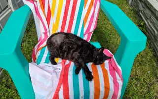 Pomôžme Eve starať sa aj naďalej o mačičky, ktoré ju potrebujú