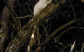 Pomôžme kocúrikovi s dýchacími ťažkosťami