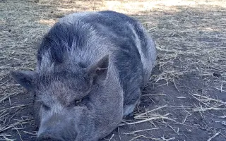 Chýba už len kúsok. Pomôžte nám presťahovať Azyl pre prasiatka a králiky.