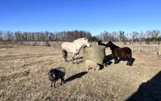 Pomôžme kobylke Moly zvládnuť liečbu