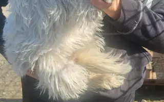 Darujme psíkom v útulku čistú vodu