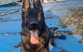 Pomôžte Torovi postaviť sa znova na všetky štyri