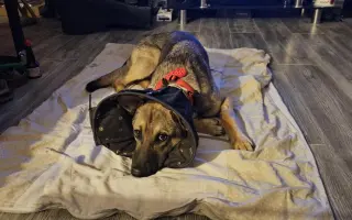 Veterinárna starostlivosť pre psy v osadách