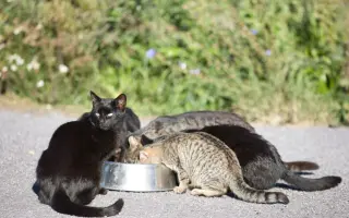Podporte kastračný program v Banskej Štiavnici