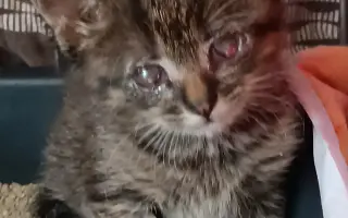 Pomôžte nám postaviť bezpečnú voliéru pre mačky bez domova