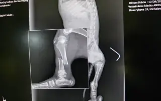 Pomôžte nám udržať  Farmu Happy - bezpečné miesto pre zvieratá