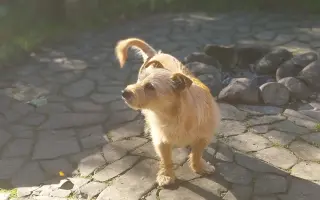 Pomôžte Maxovi znovu chodiť