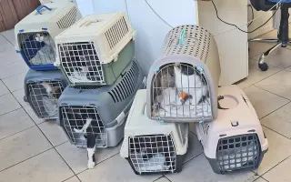 Horský Ranč – domov pre zvieratá, ktoré nikto nechcel