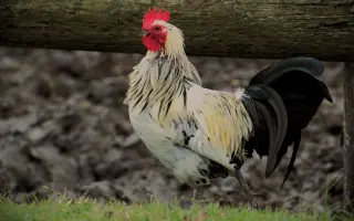 Pomôžte Detskej farme Humanita (DFH) postaviť sa na nohy
