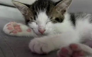 Pomôžme Tommymu so zlomenou labkou
