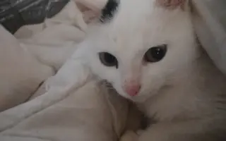 Pomôžme ochrániť 12 zachránených mačiek