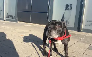 Pre Bessie, aby mohla ešte žiť naplno