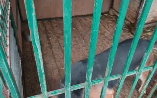 Pomôžte nám vyrobiť búdy pre psíkov v útulkoch