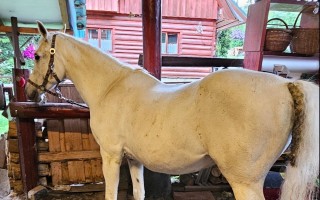 Pomôžme spoločne pokryť náklady na Sahibovu liečbu