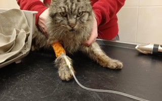 Pomôžte kocúrikovi s liečbou zákerného ochorenia FIP
